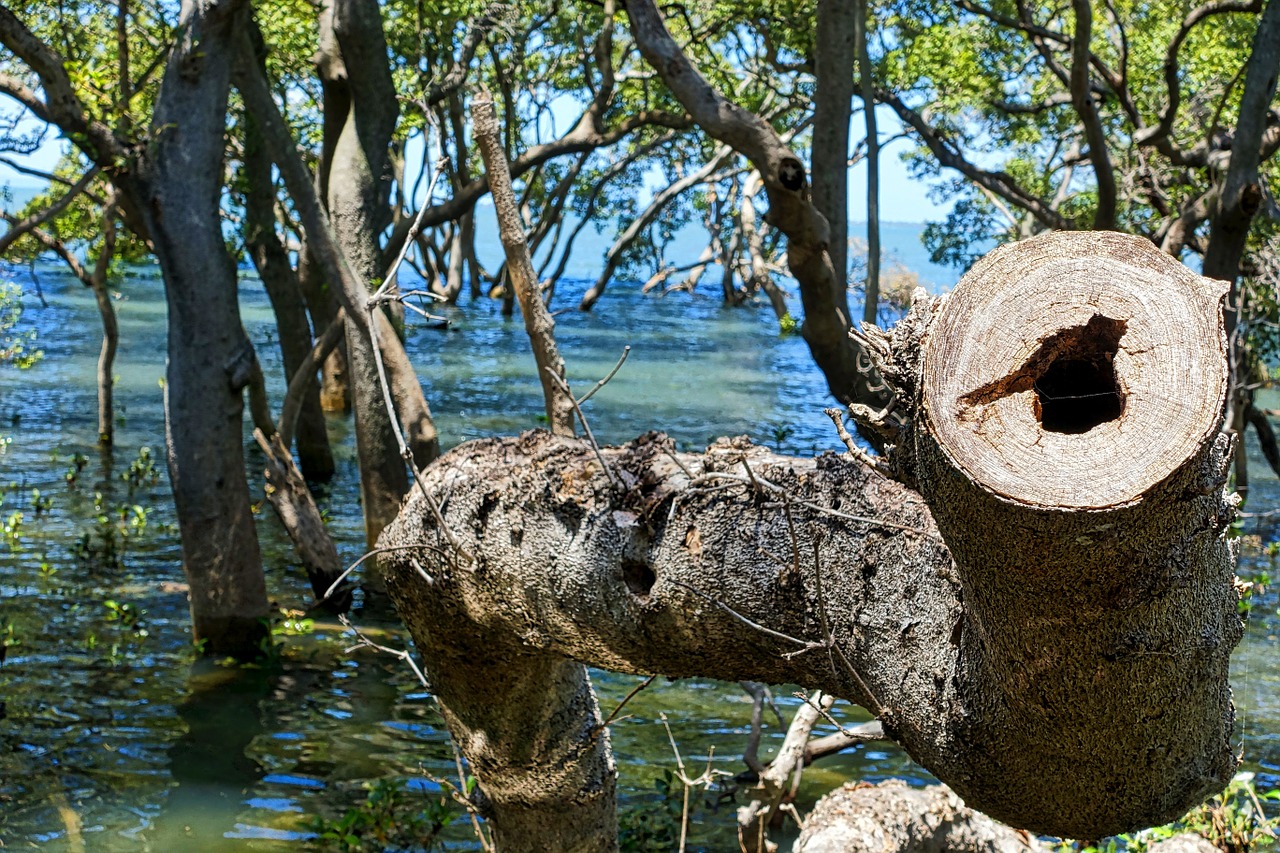 tree wetlands wood free photo