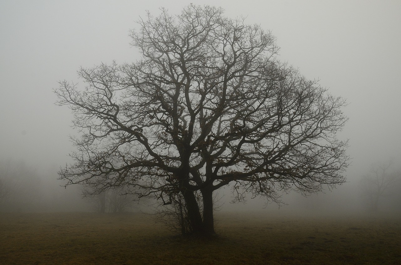 tree branches fog free photo