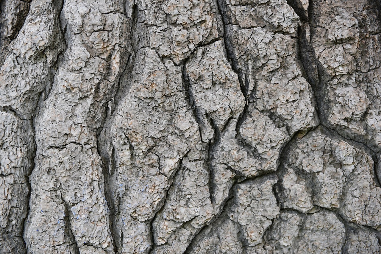 tree bark trunk free photo