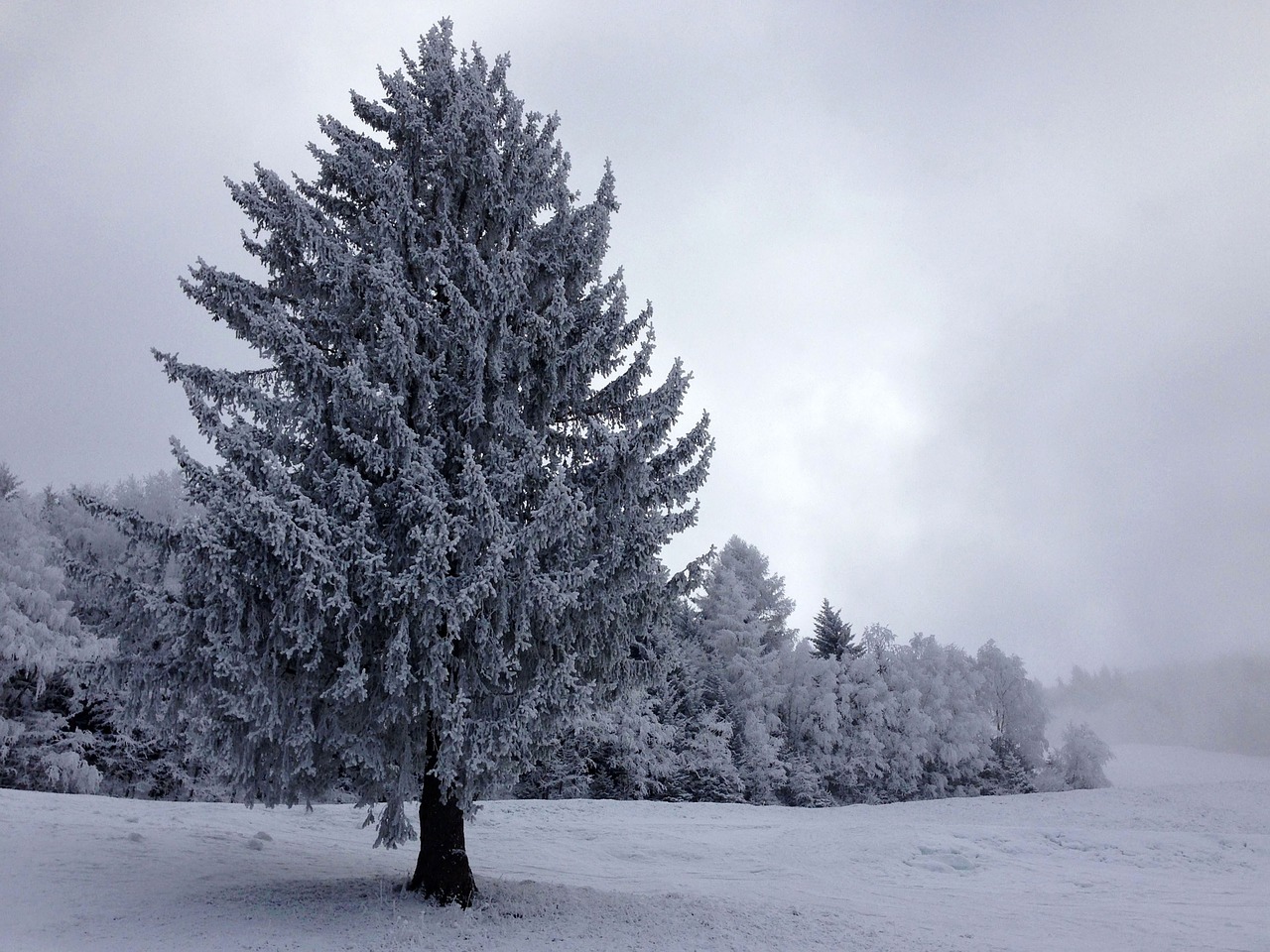 tree snowy snow free photo