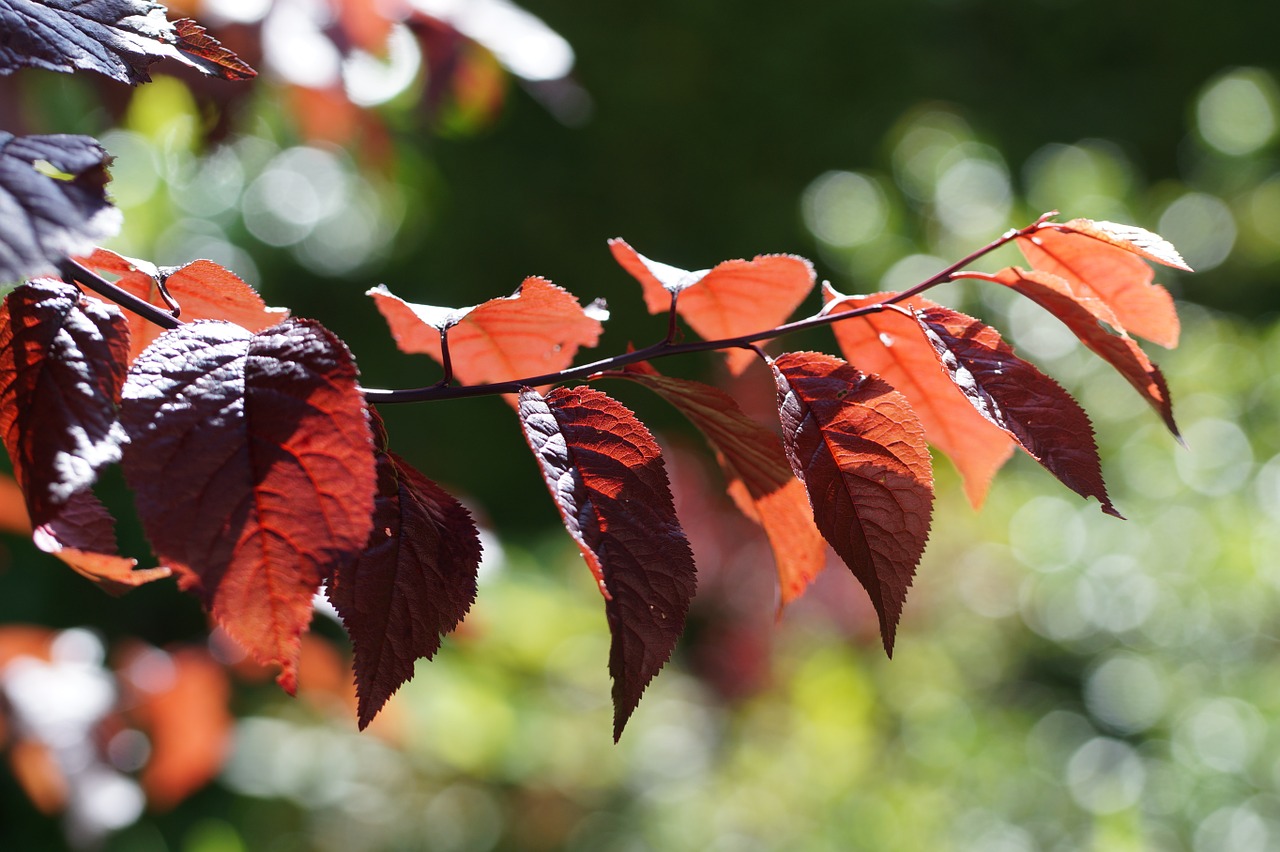 tree red leaves free photo