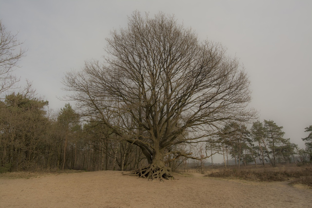 tree sand trees free photo