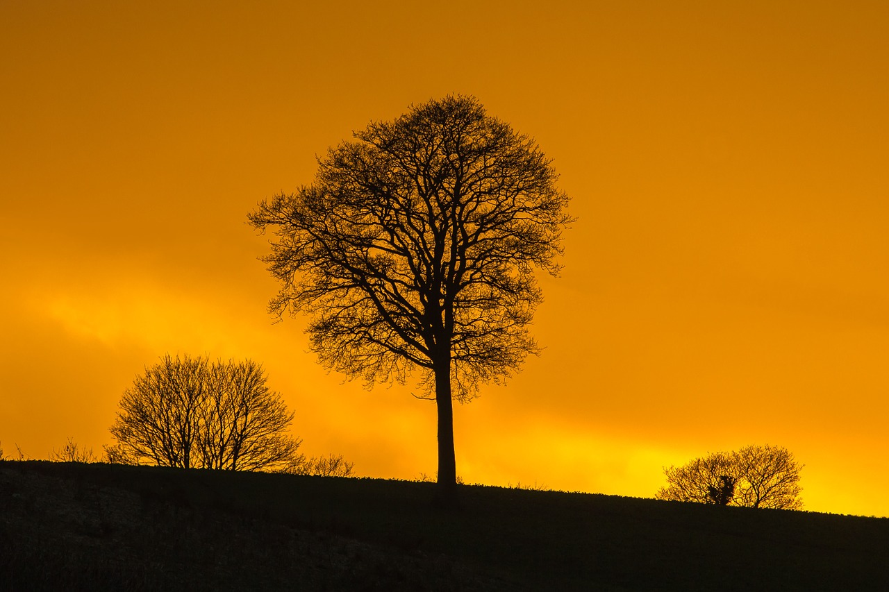 tree silhouette in the evening free photo