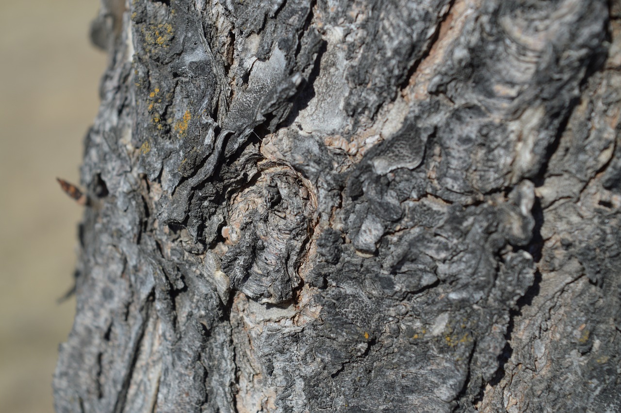 tree bark nature free photo