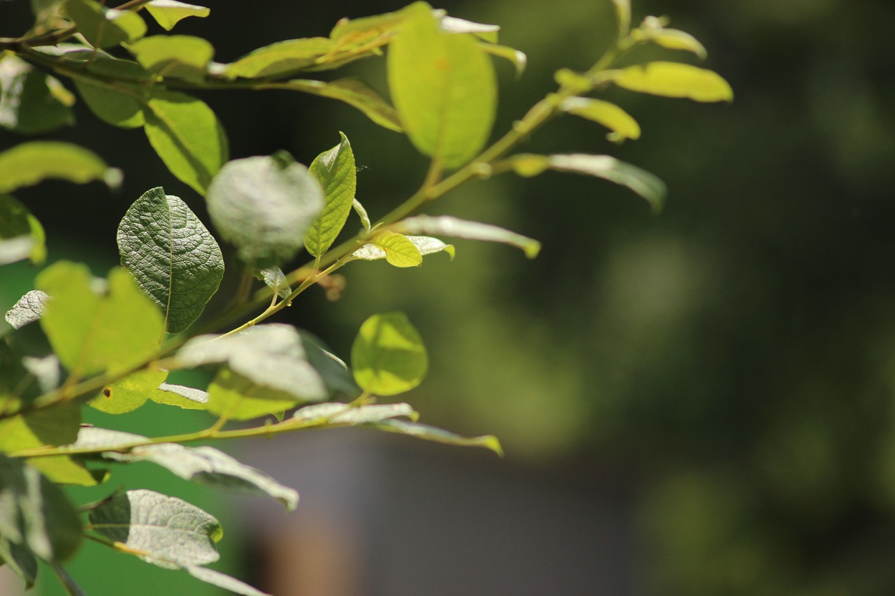 tree branch leaf free photo