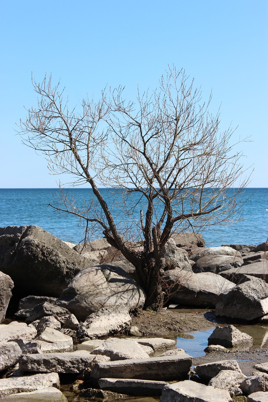 tree water lake free photo