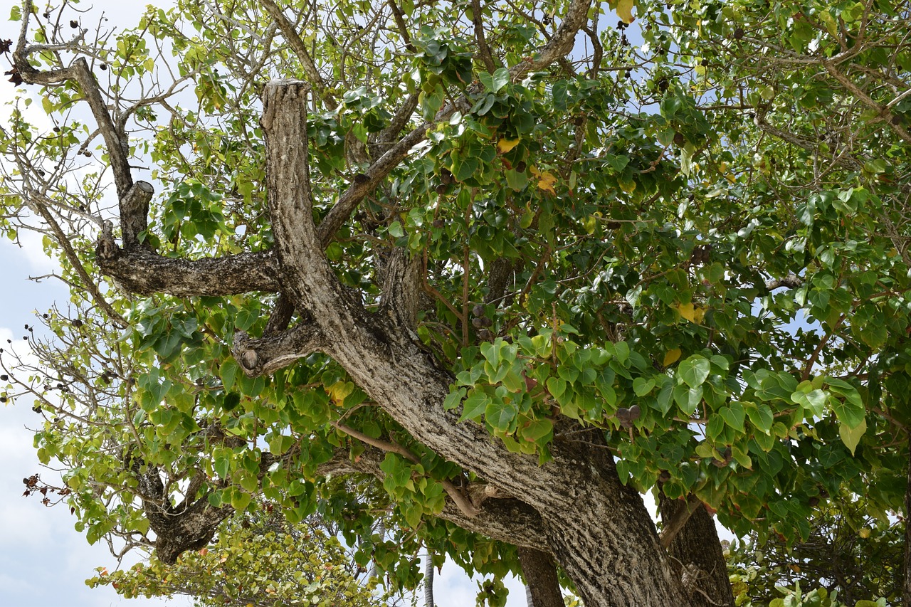 tree trunk foliage free photo