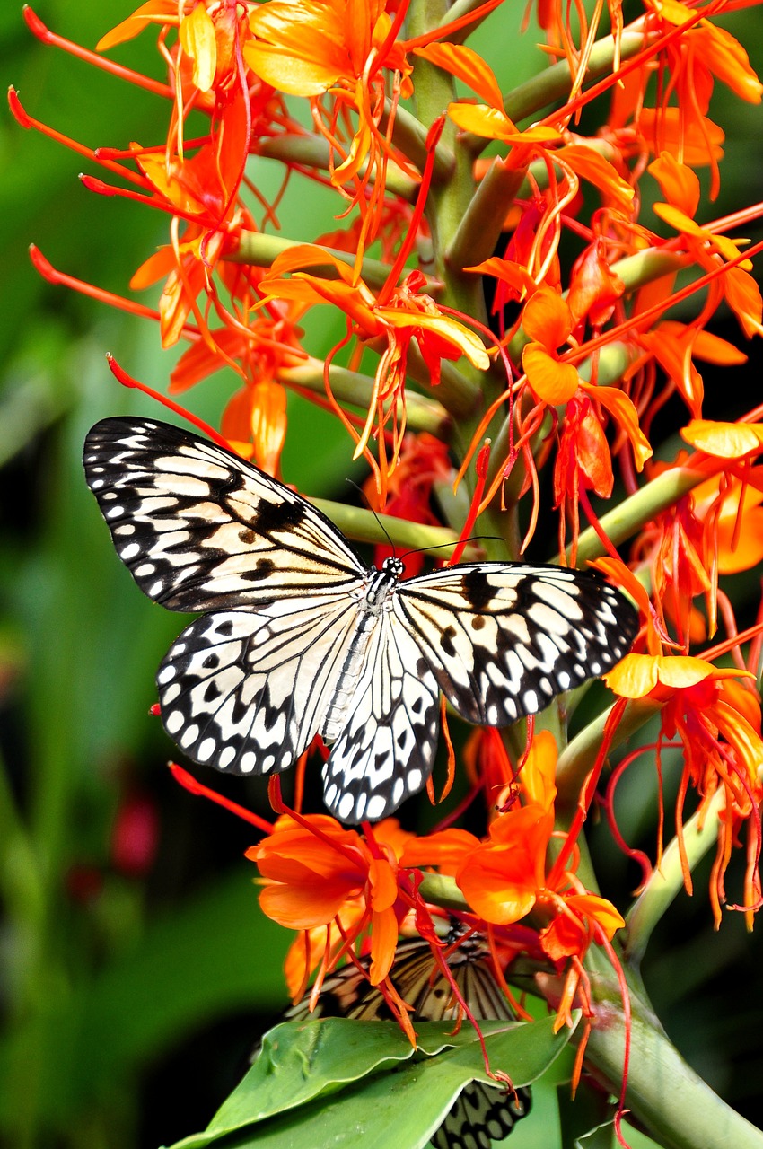 tree nymph butterfly free photo