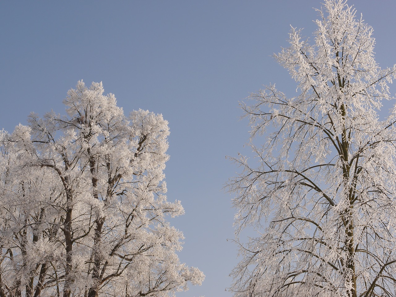 tree winter snow free photo