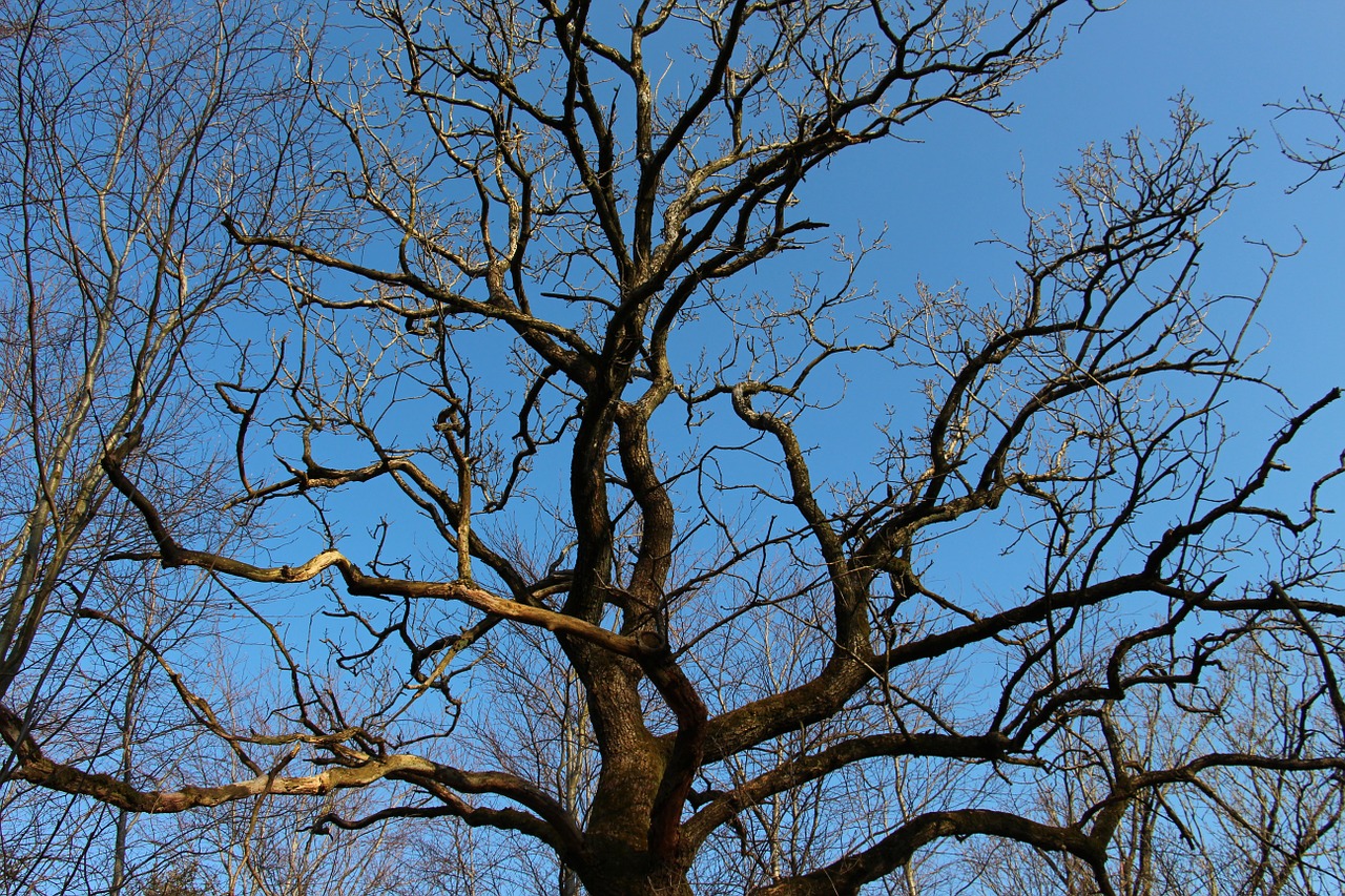 tree wood fall free photo