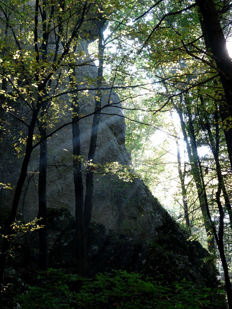 tree forest light free photo