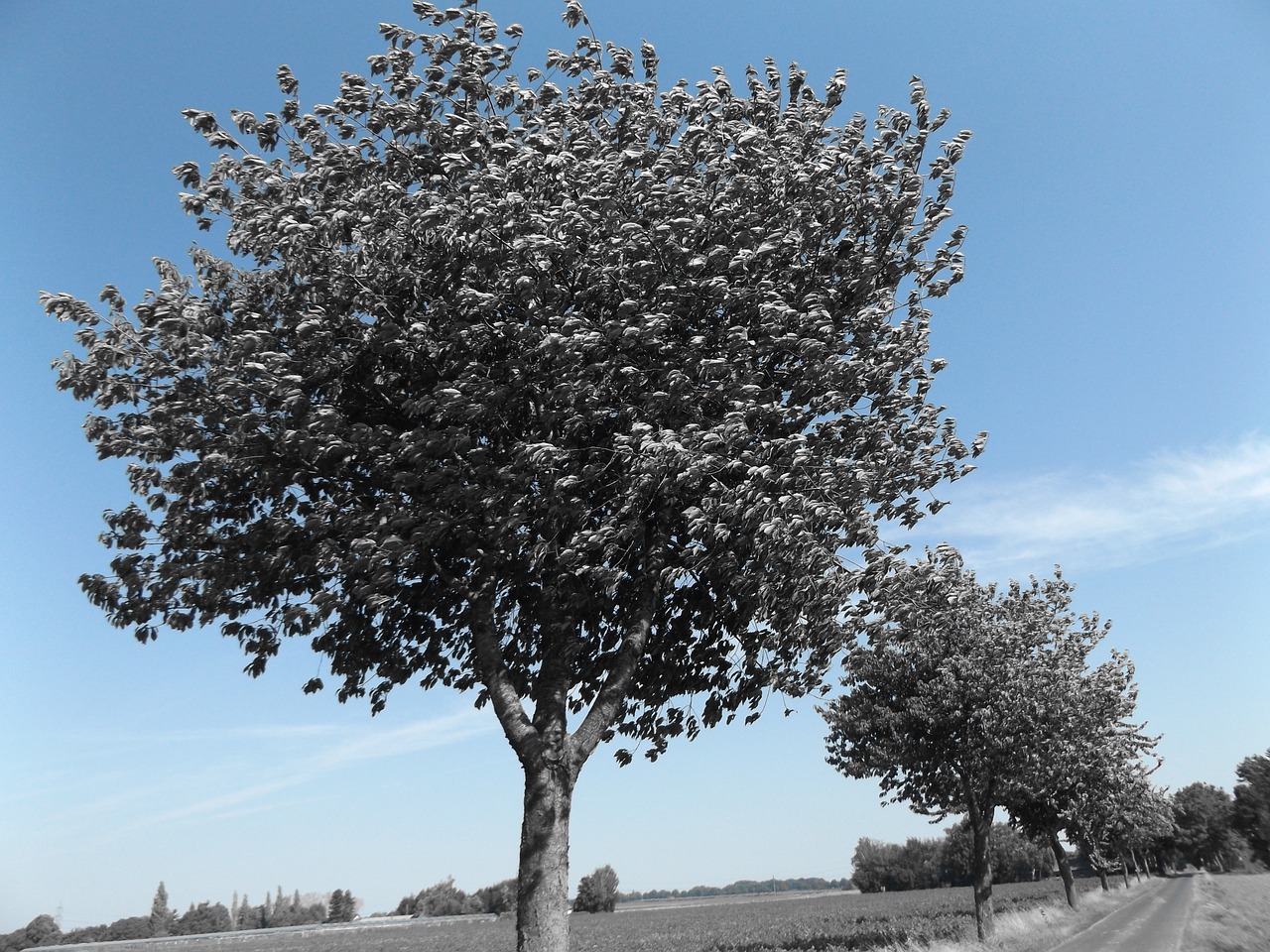 tree blue sky free photo