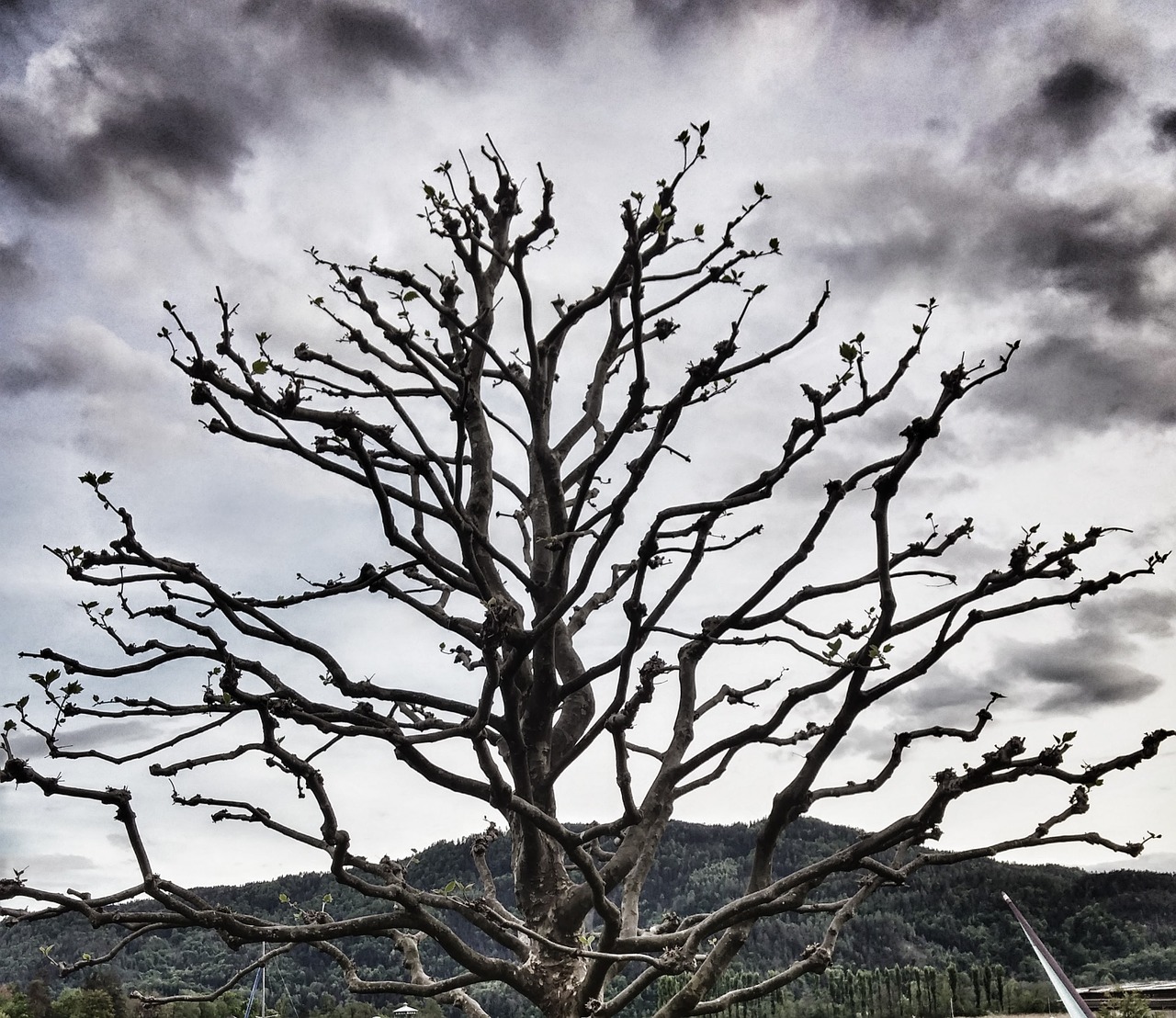 tree spooky outdoor free photo