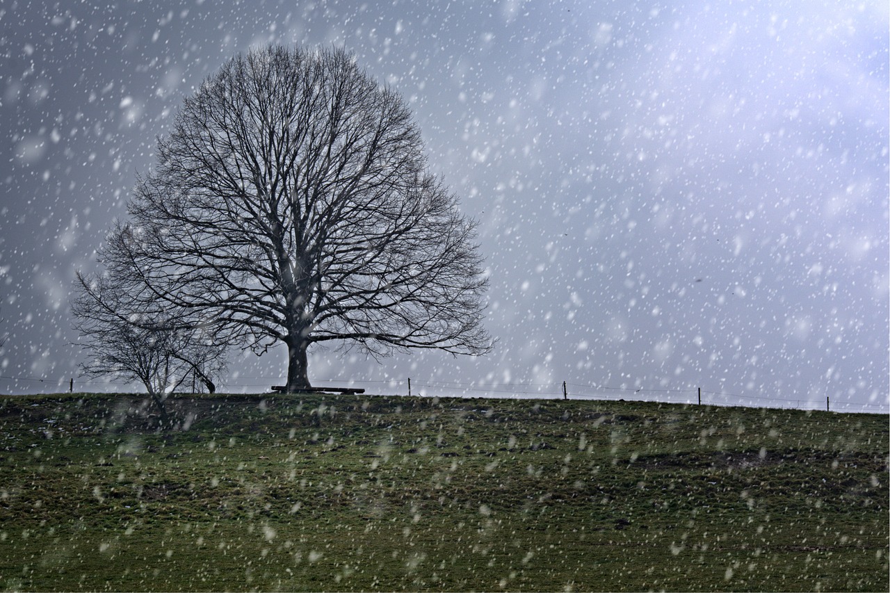tree individually snow free photo