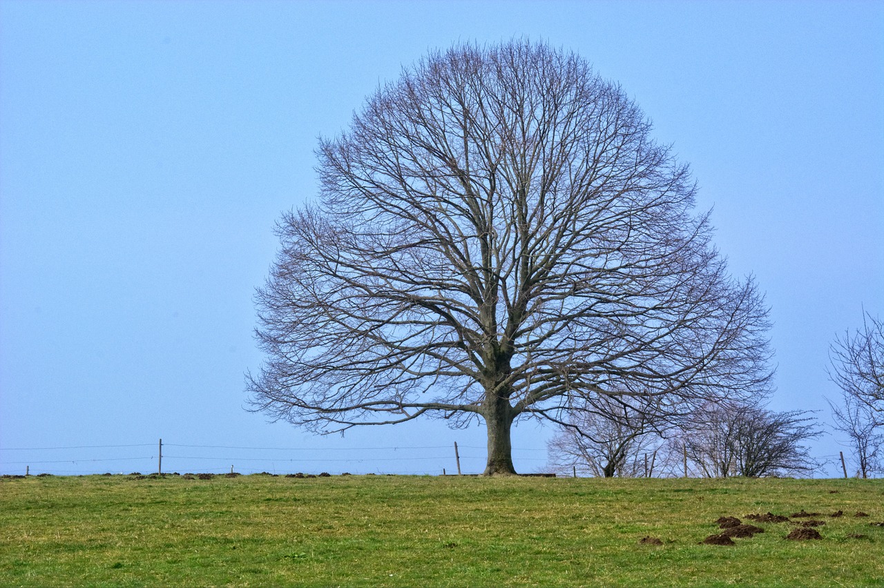 tree individually autumn free photo