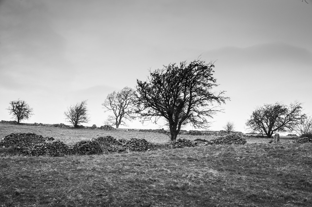 tree moors nature free photo