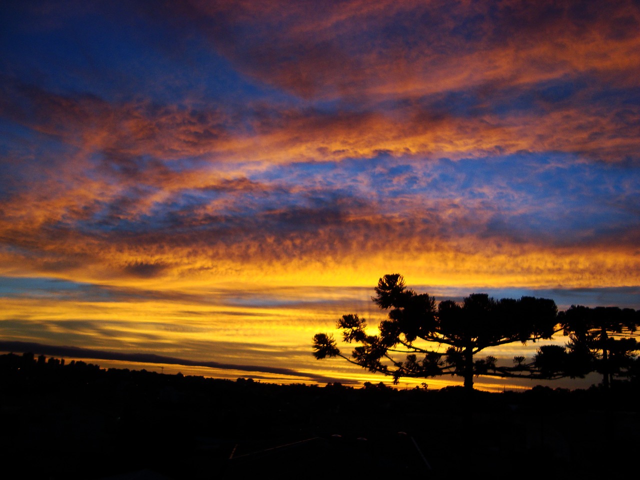 tree clouds araucaria free photo