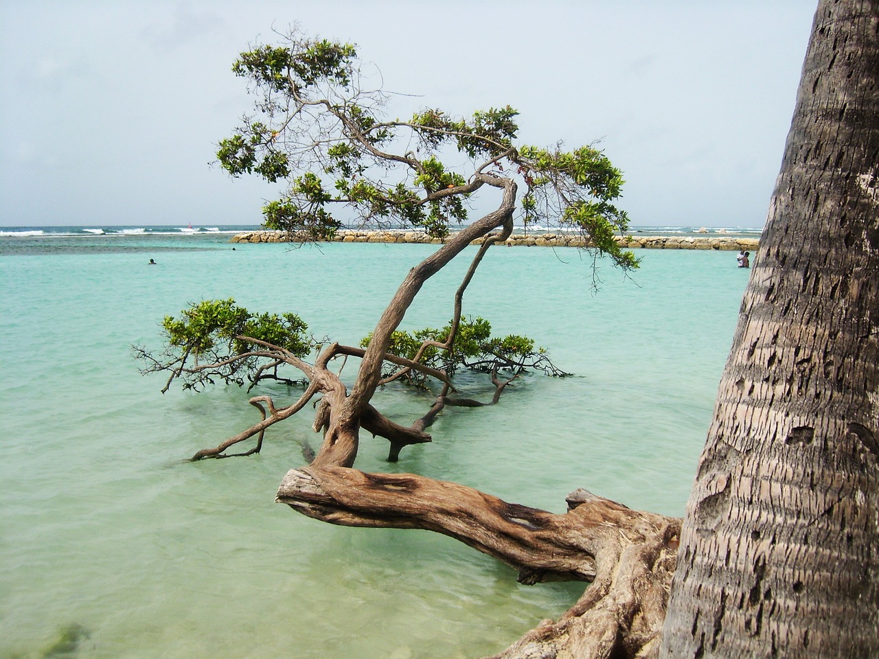 tree sea travel free photo