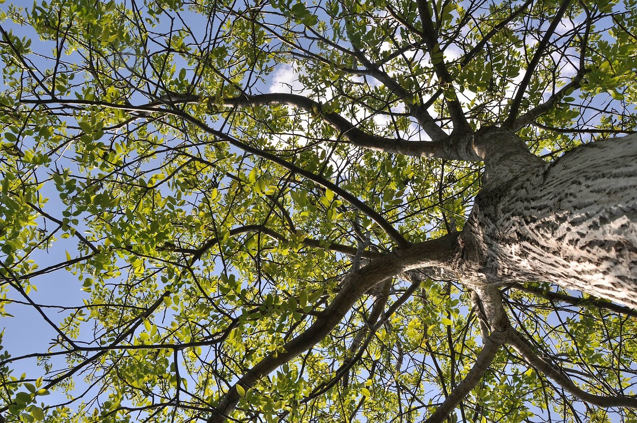 tree garden spring free photo