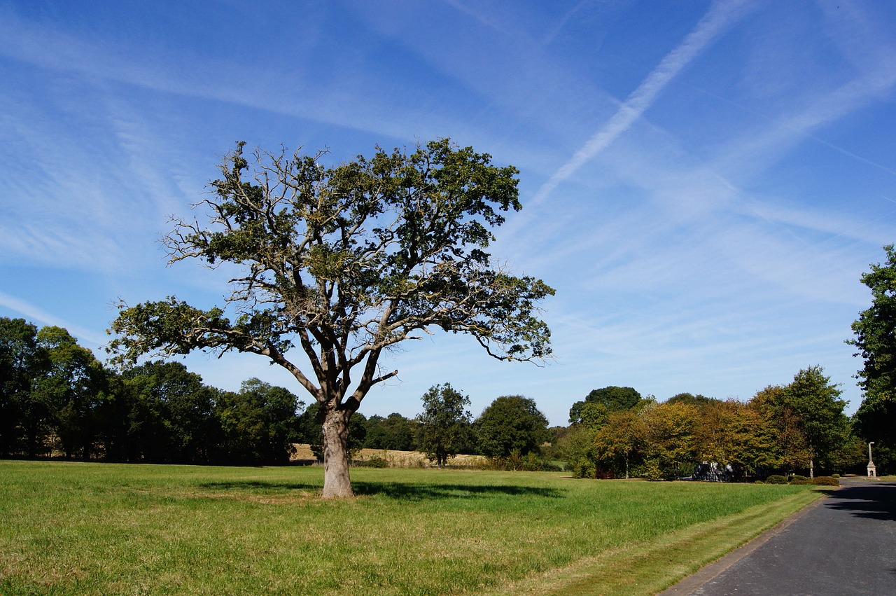 tree landscape cemetery free photo