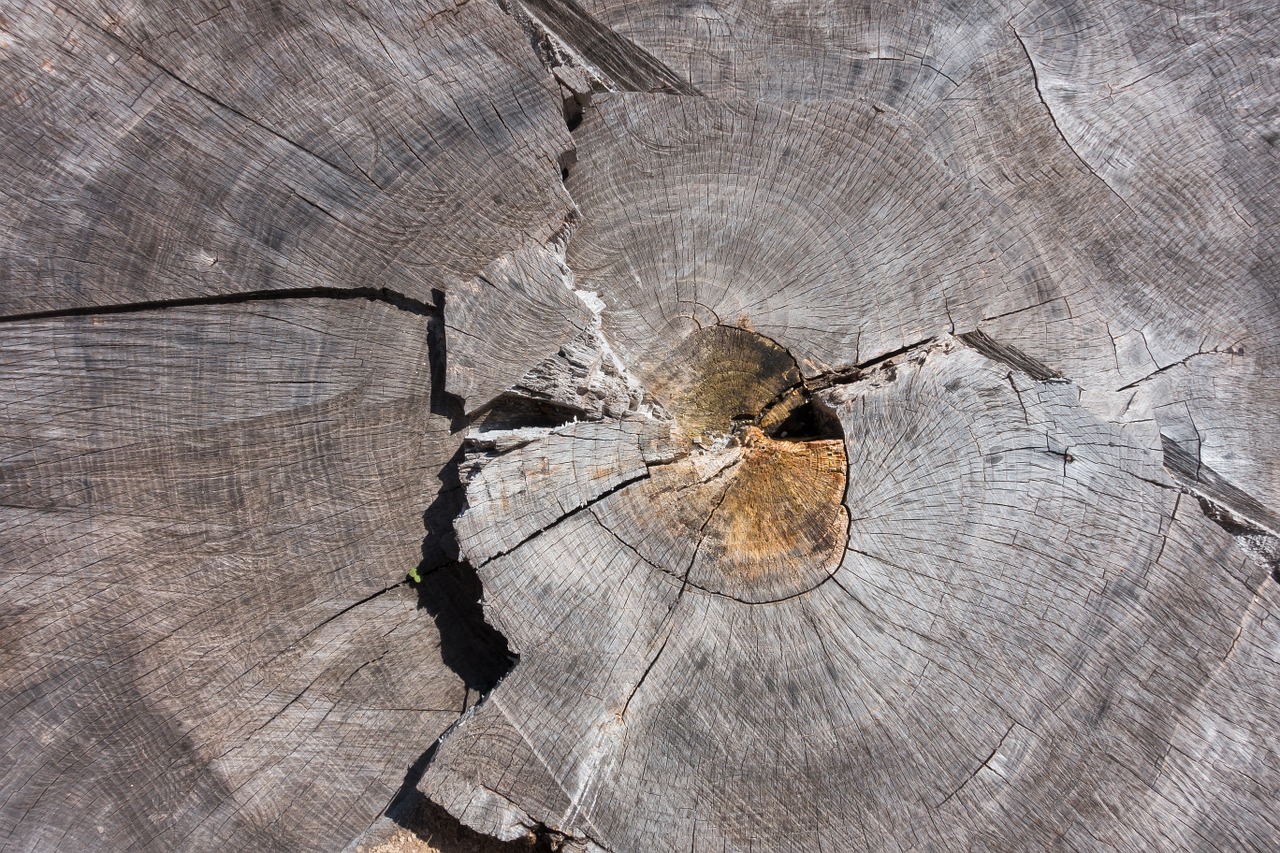 tree tree grates ash free photo