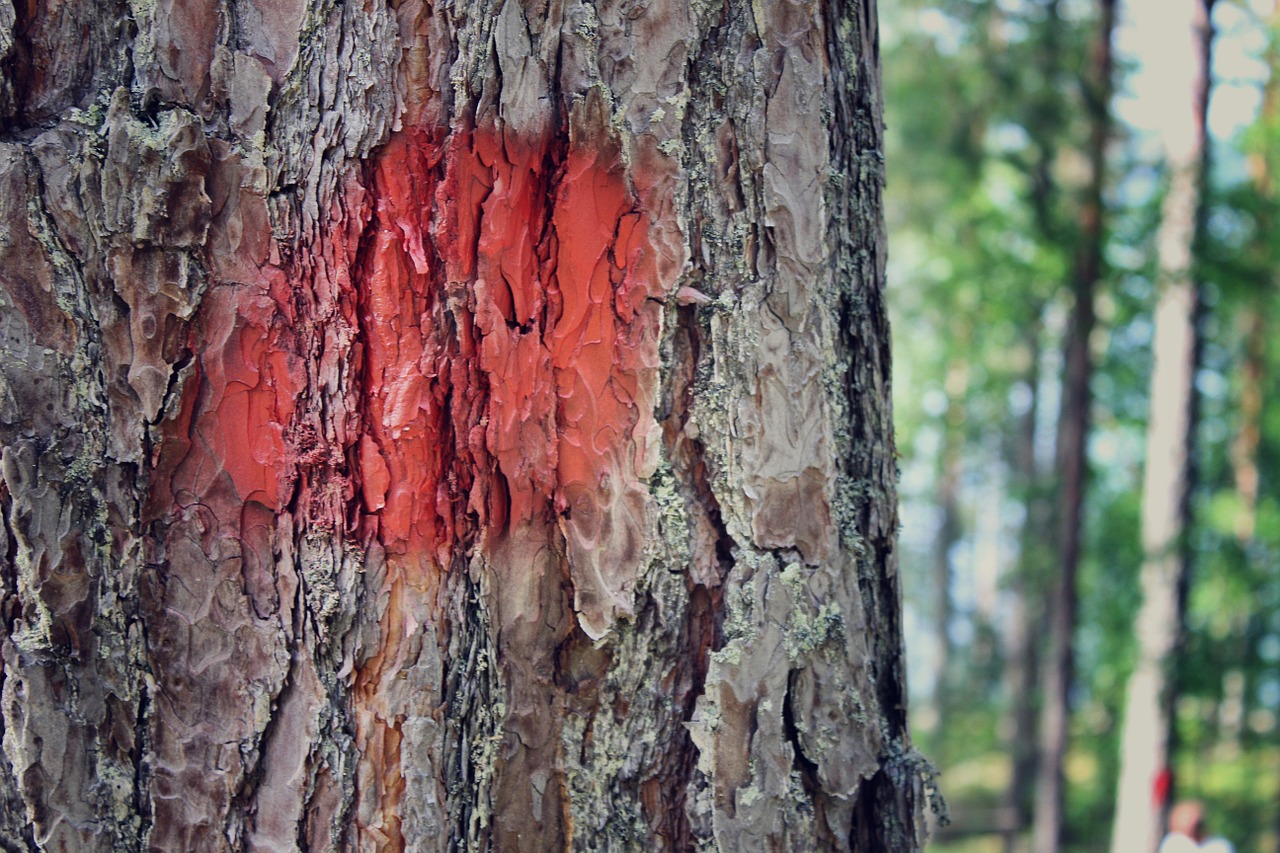 tree red marked tree free photo