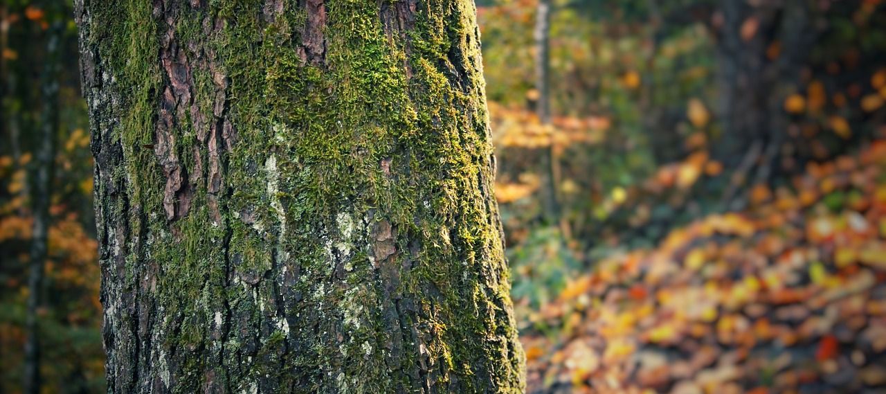 tree nature trunk free photo