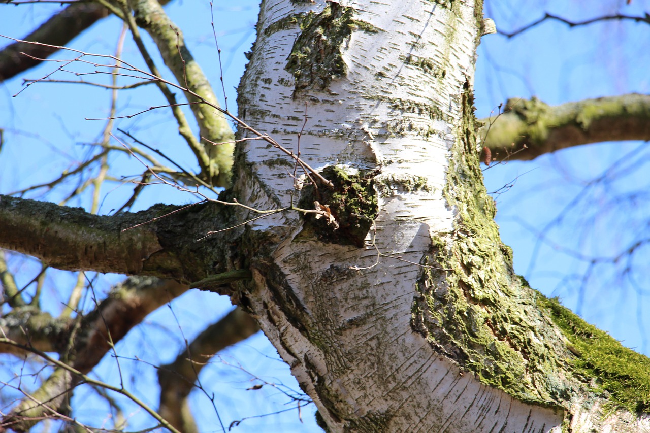 tree birch nature free photo