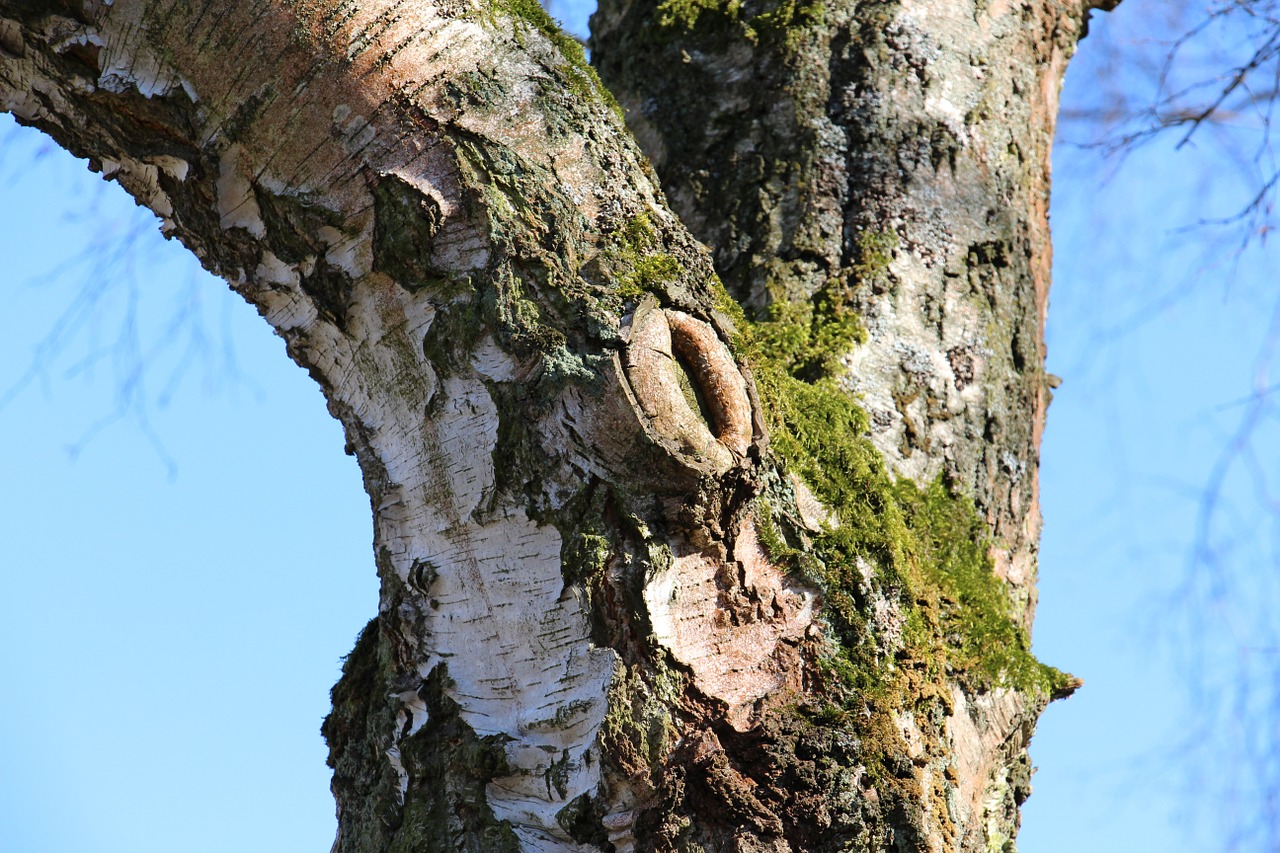 tree birch nature free photo