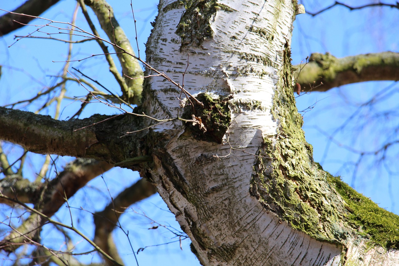 tree birch nat free photo