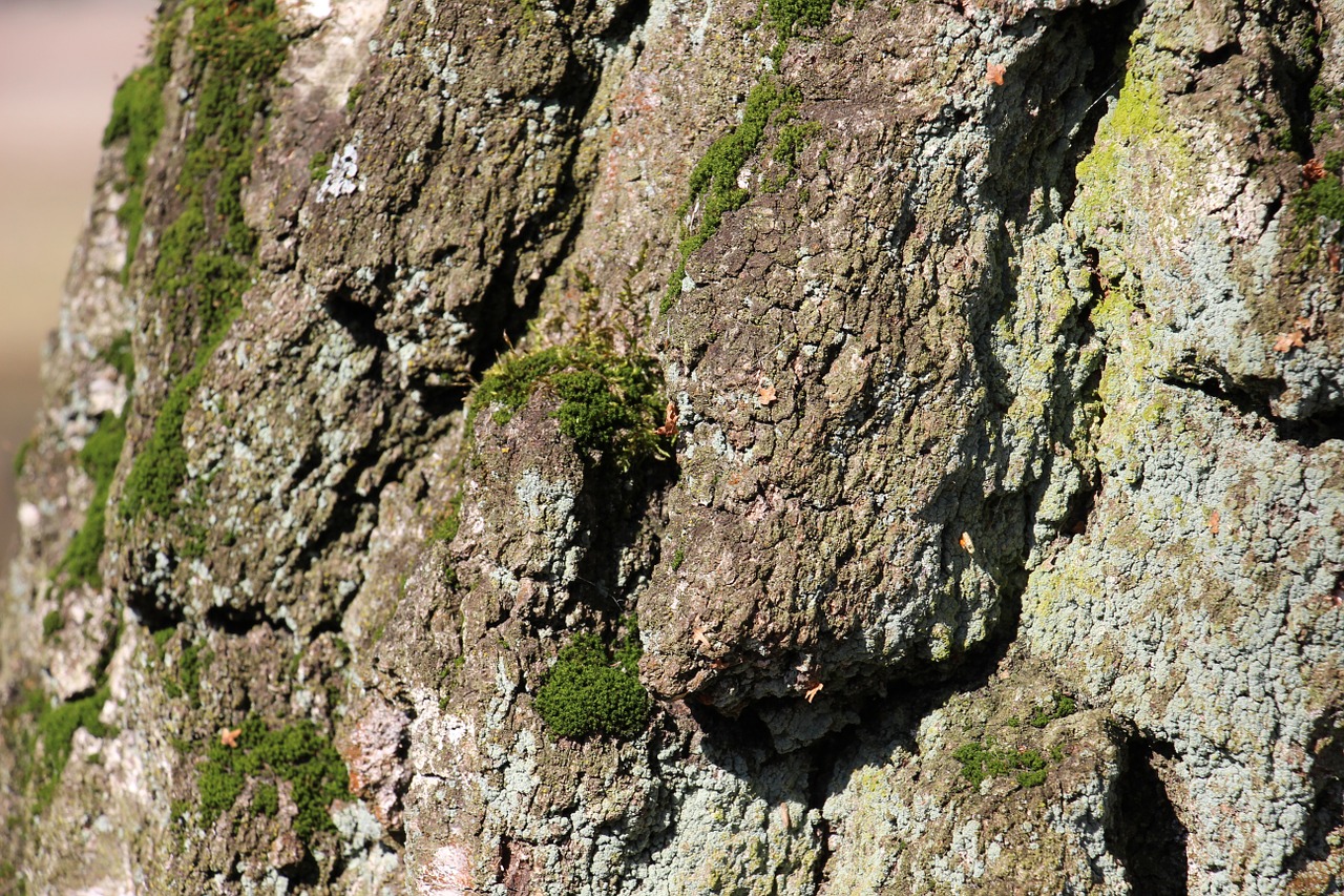 tree bark log free photo