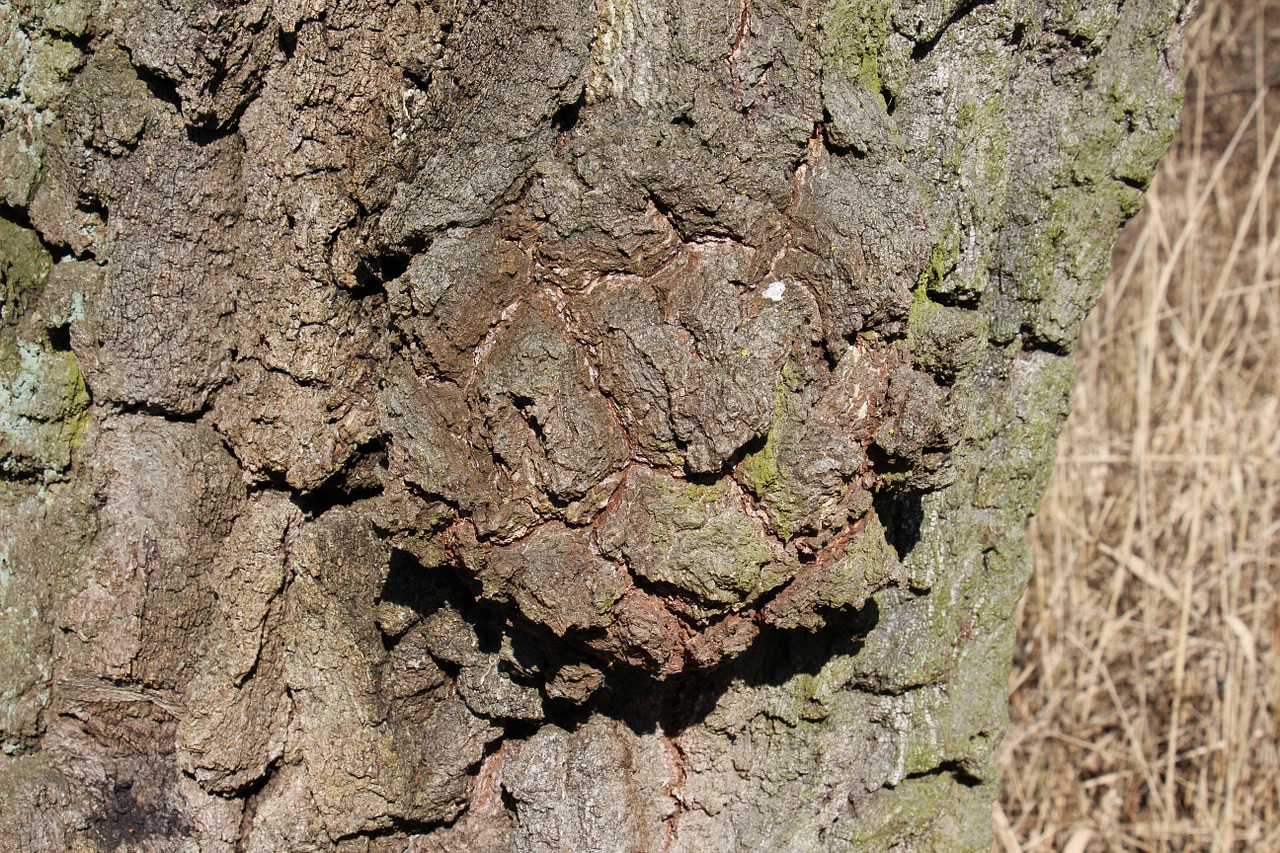 tree bark log free photo