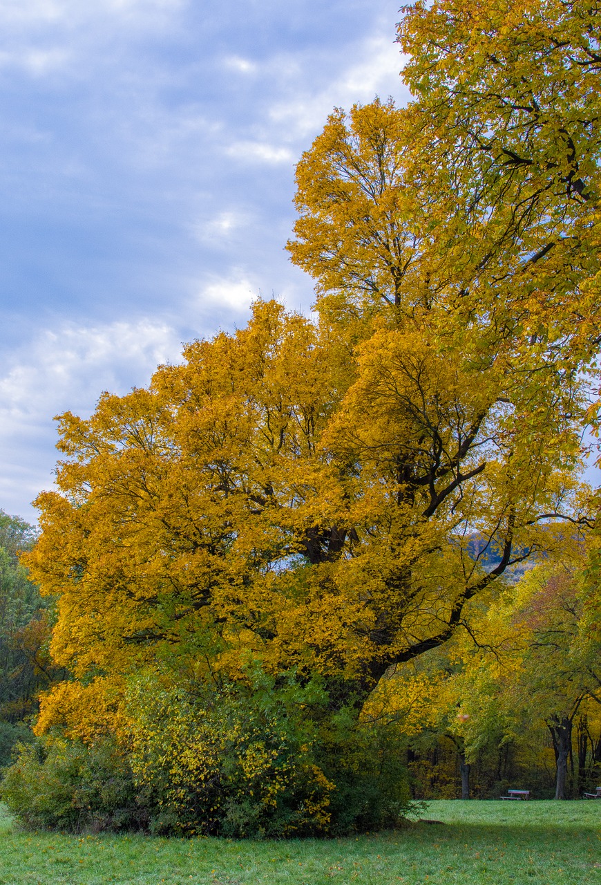 tree autumn tree in the fall free photo