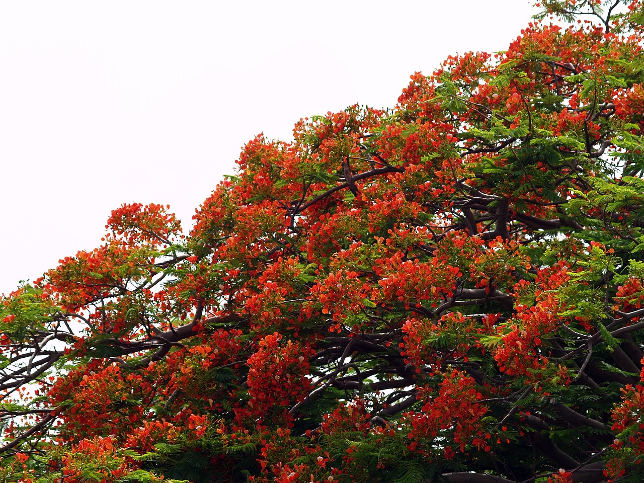 tree flower red free photo