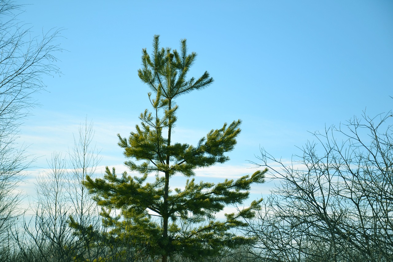 coniferous tree pine christmas tree free photo