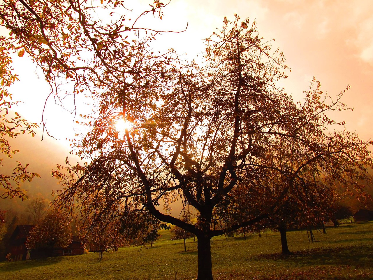 tree autumn golden autumn free photo