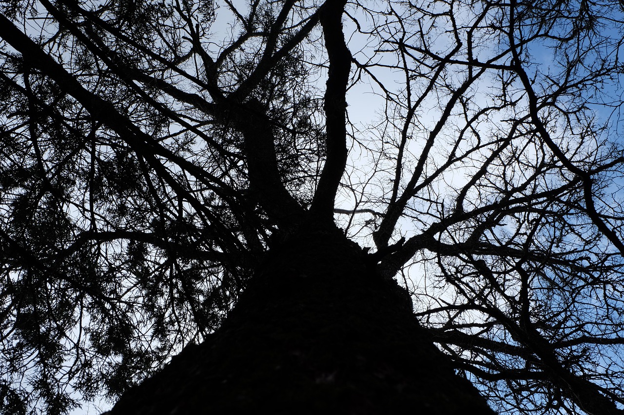 tree branches upshot free photo