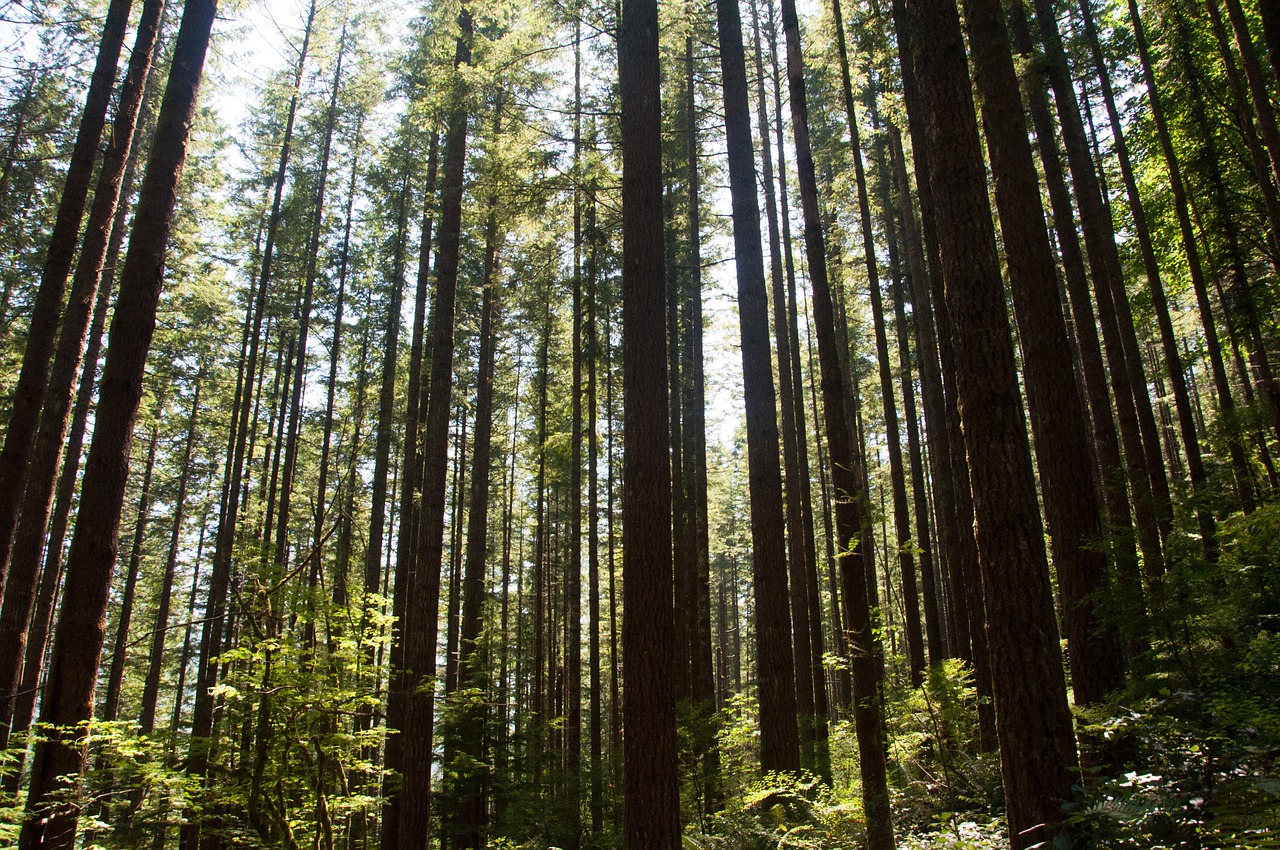 tree forest nature free photo