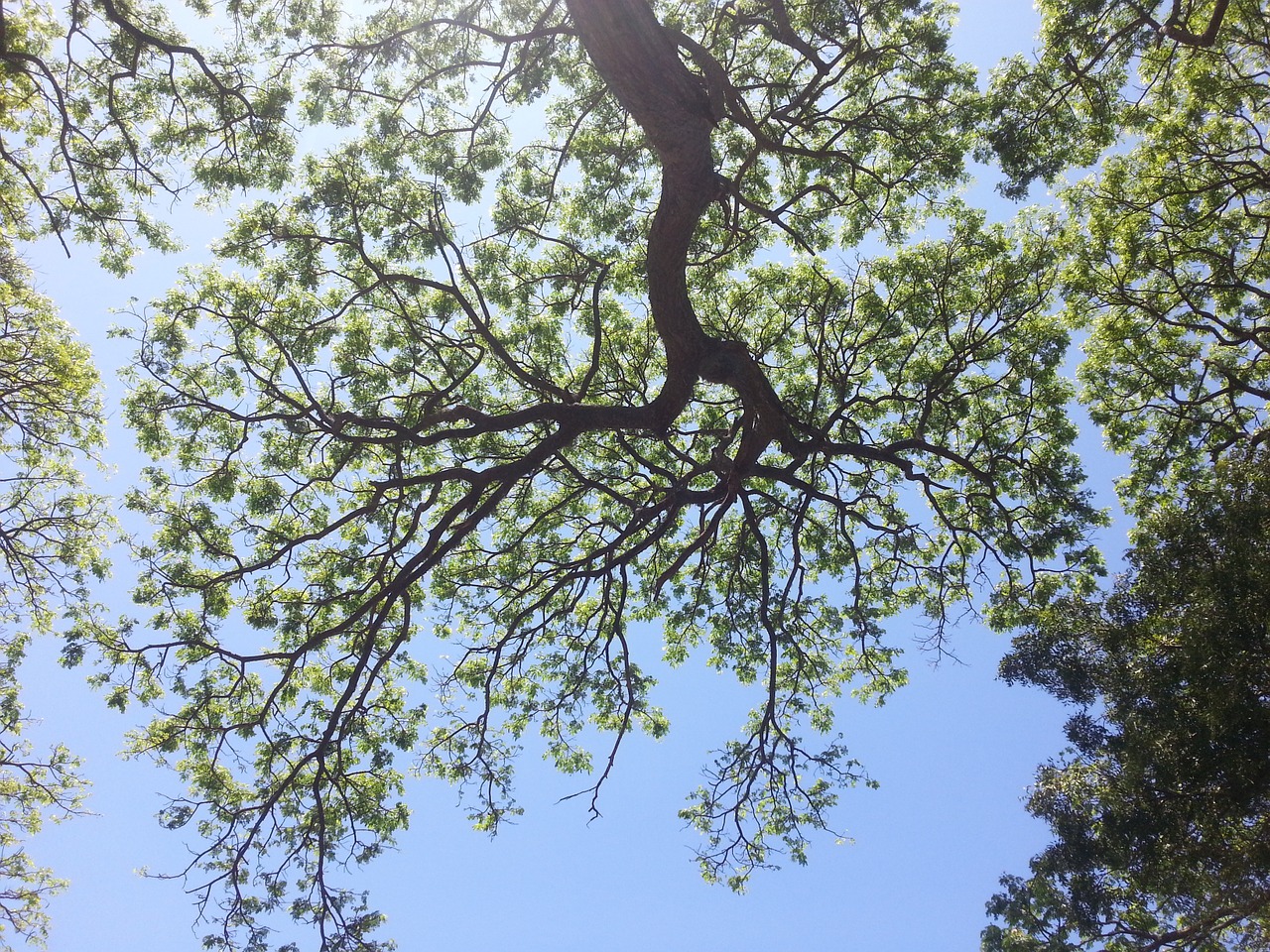 tree nature sky free photo