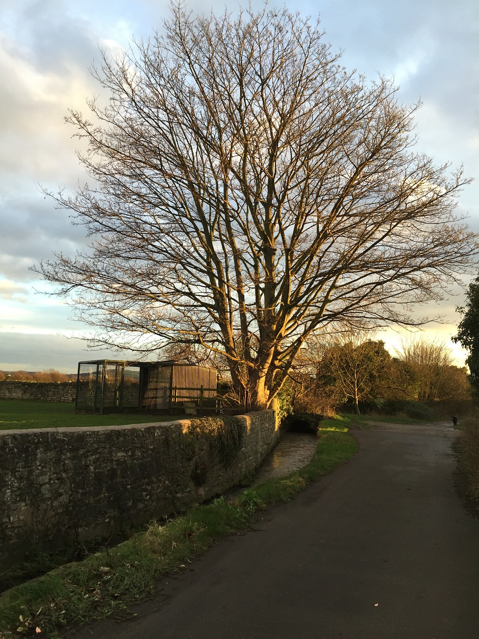 tree country lane pathway free photo