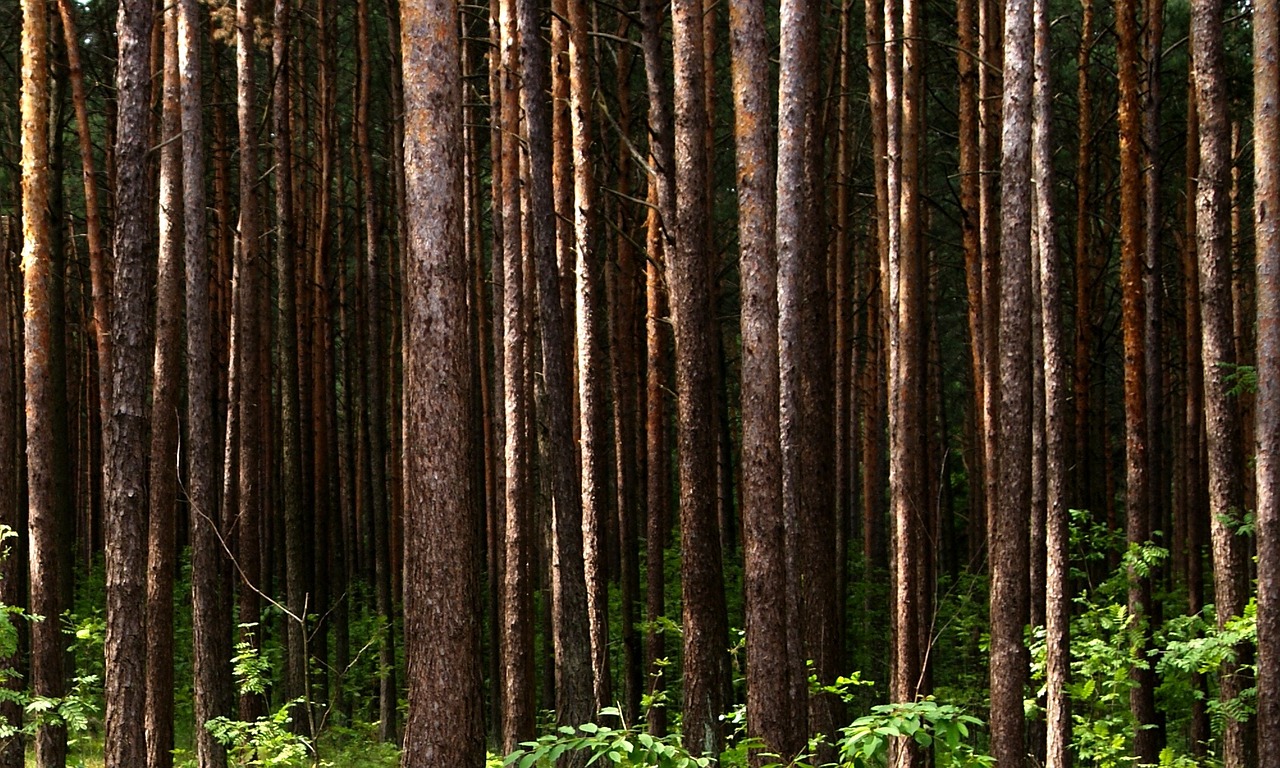 tree forest nature free photo