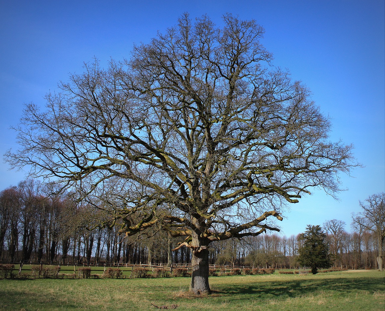 tree park spring free photo