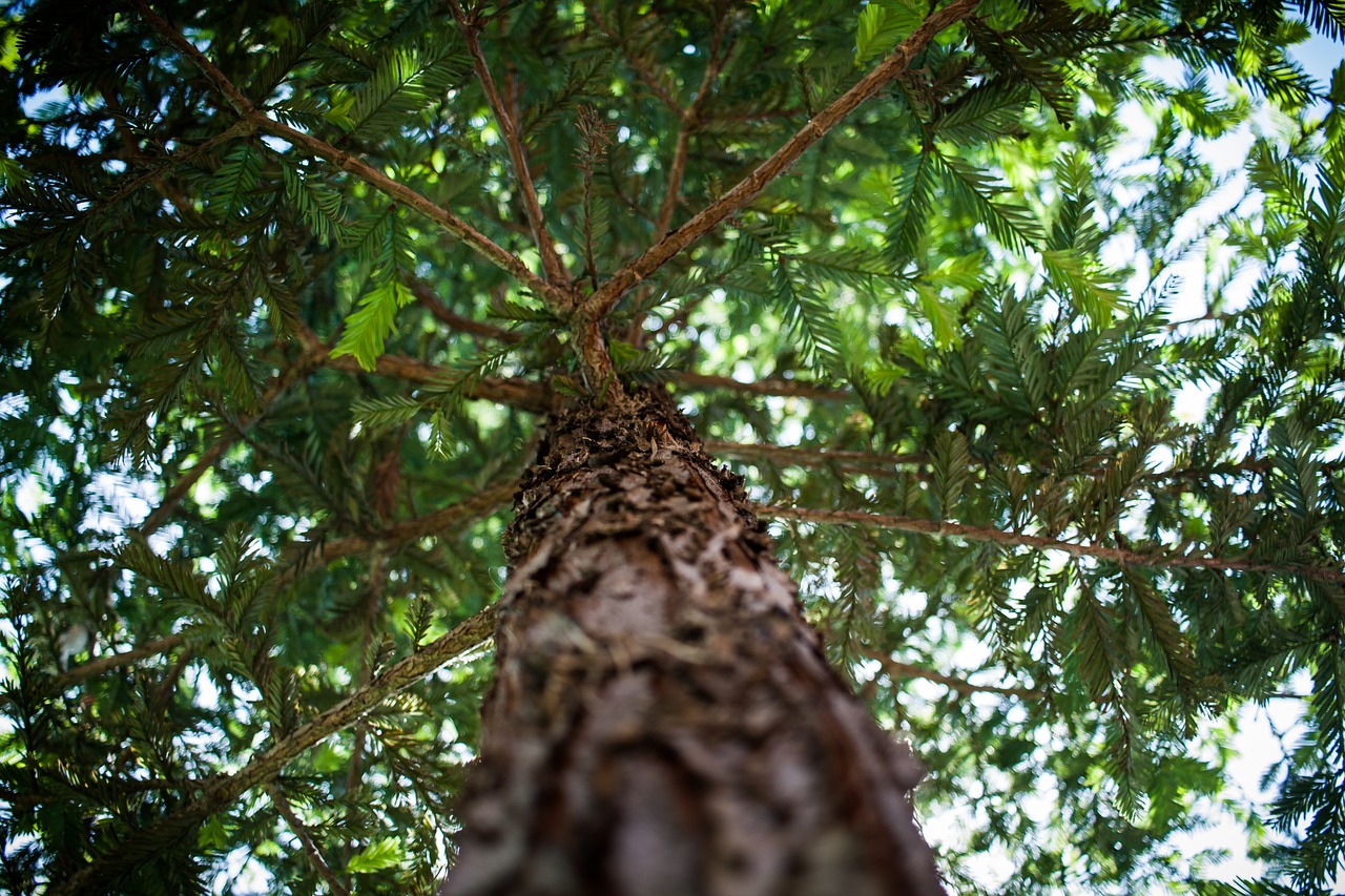 tree branch leafs free photo