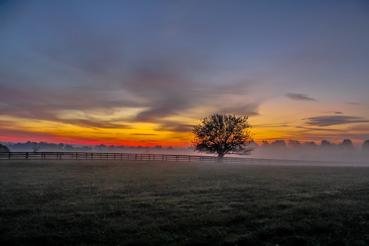 tree autumn mist free photo