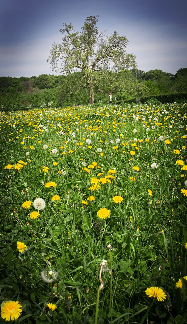 tree field wildflowers free photo