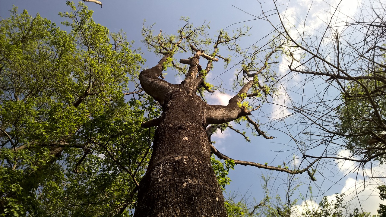 tree branch outdoors free photo