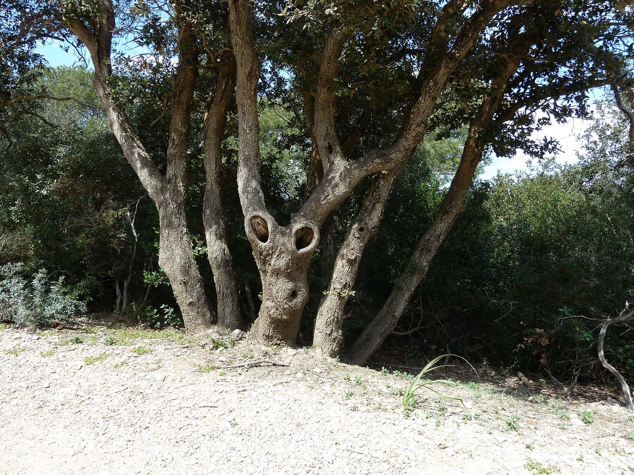 tree twisted tortuous free photo