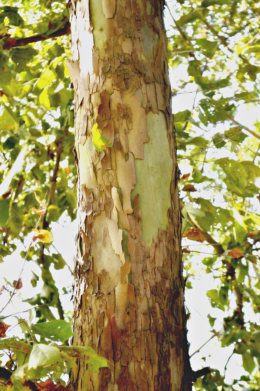 tree bark tall free photo