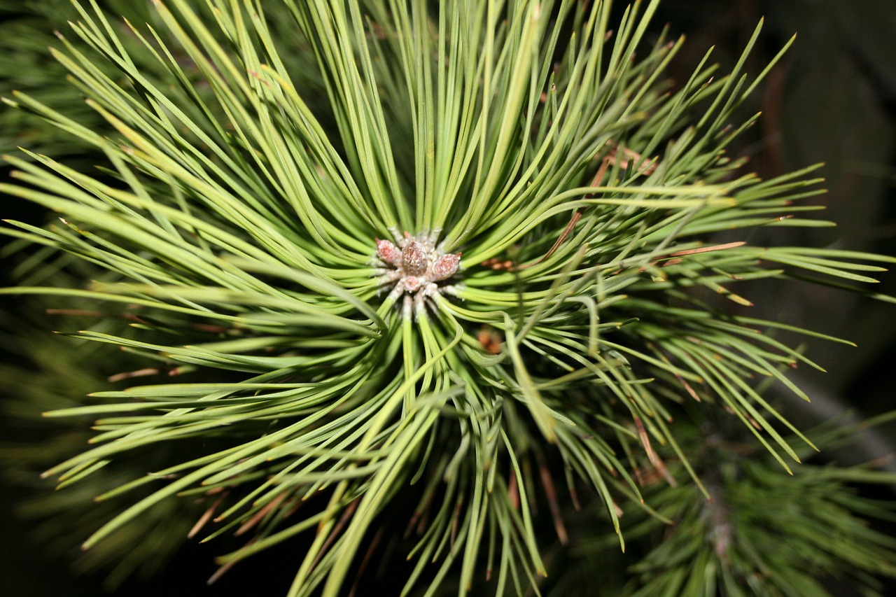 tree forest nature free photo