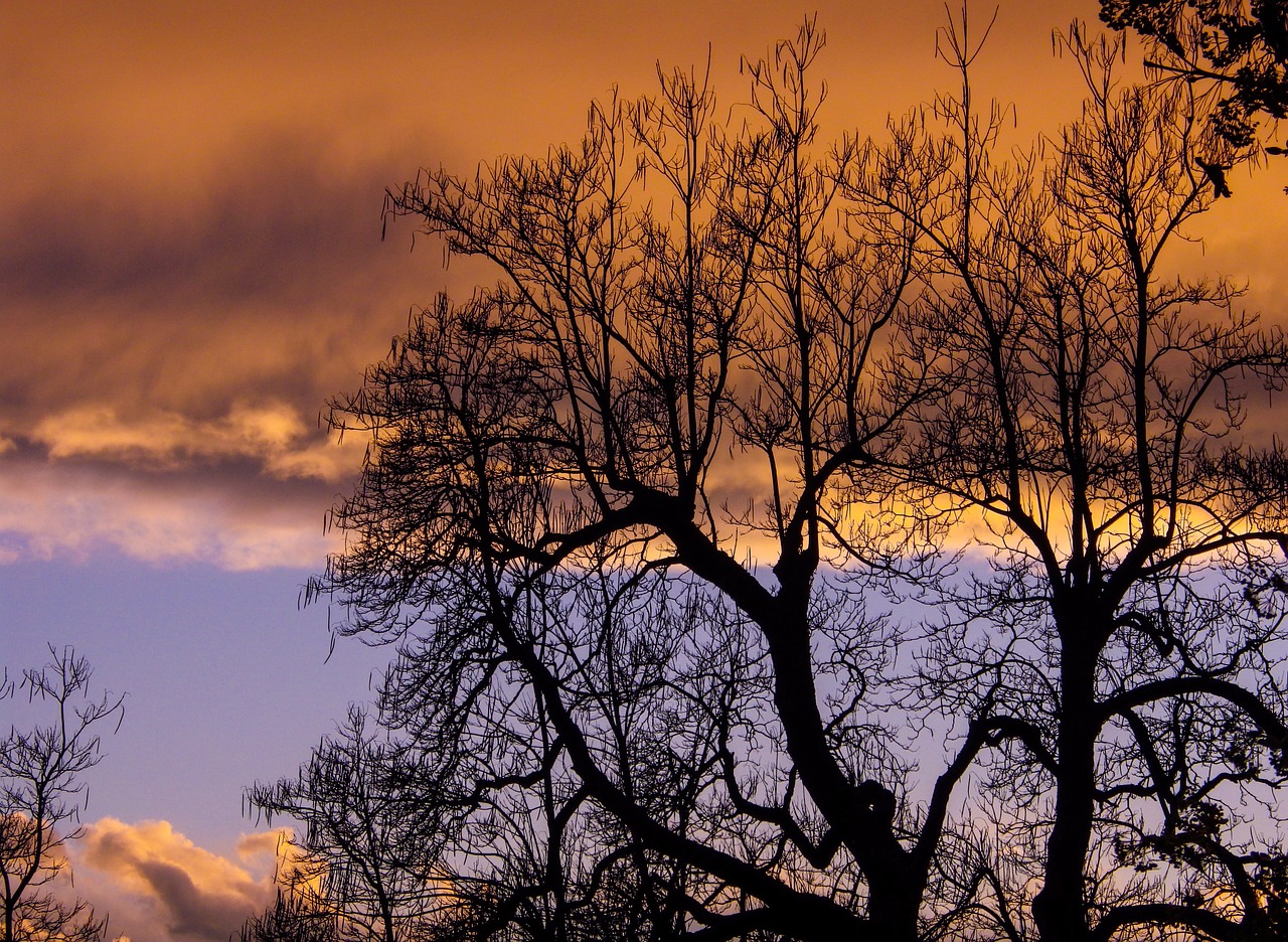 tree silhouette sky free photo